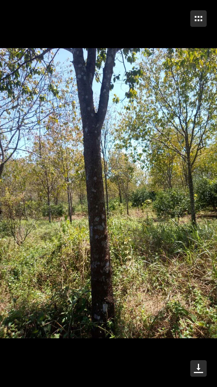 檀香树  檀香18年，直径8–15厘米，成材结格。另几百棵沉香树18年